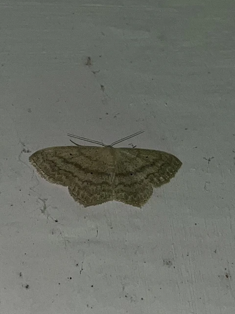 Scopula nigropunctata - feketepettyes araszoló