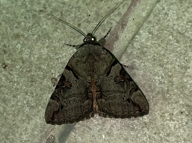 Catocala hymenaea - kökény-övesbagoly