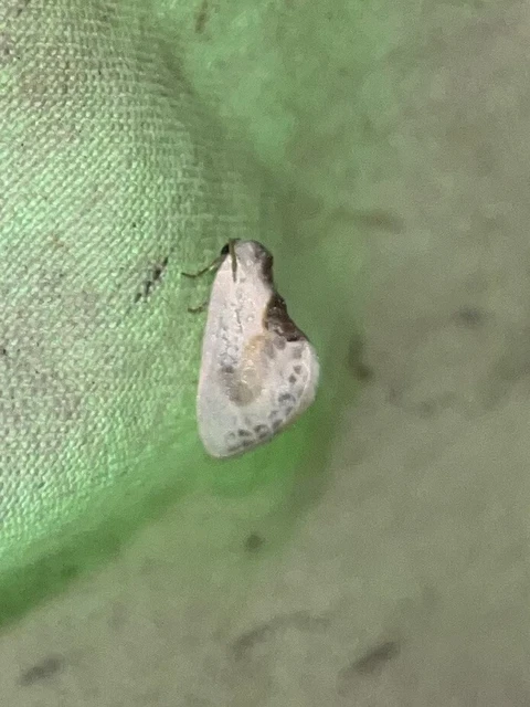 Cilix glaucata - törpe sarlósszövő