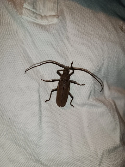 Aegosoma scabricorne - diófacincér