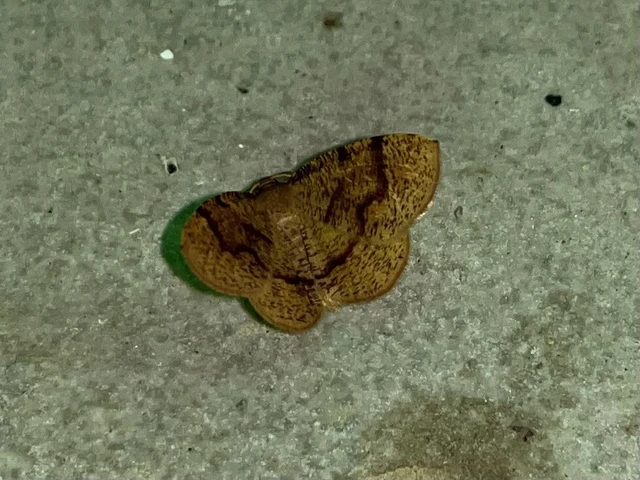 Plagodis pulveraria - szemcsés araszoló