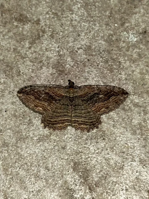 Philereme transversata - varjútövis-araszoló