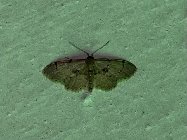 Idaea laevigata - sötétfoltos apróaraszoló