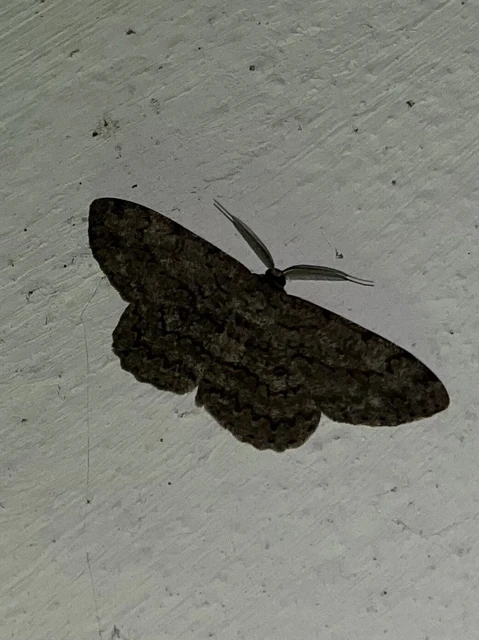 Hypomecis punctinalis - pettyes faaraszoló