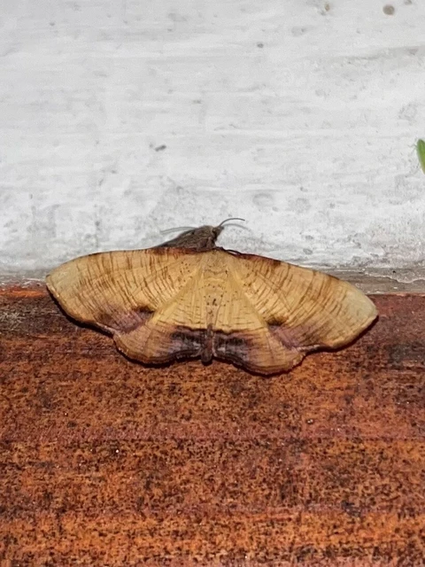 Plagodis dolabraria - baltaszárnyú araszoló