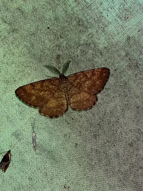 Ematurga atomaria - barna rétiaraszoló