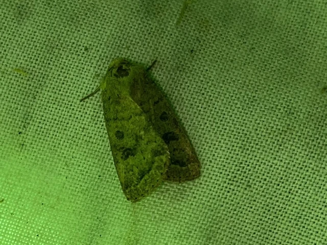 Hoplodrina octogenaria - barna selymesbagoly