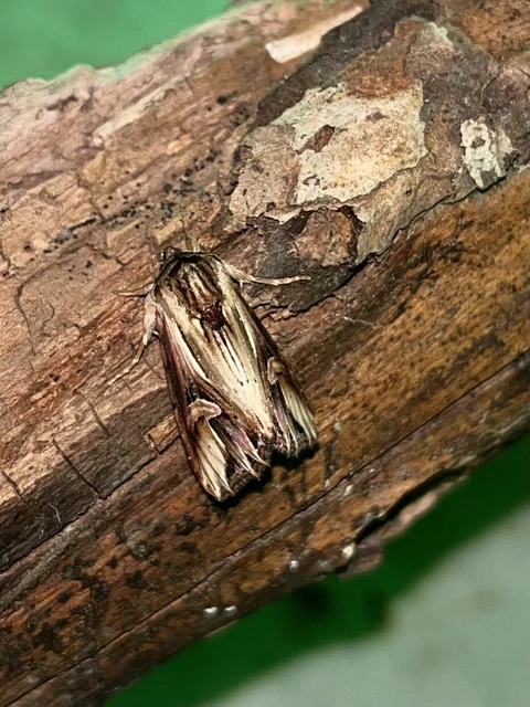 Actinotia polyodon - nagy sugarasbagoly