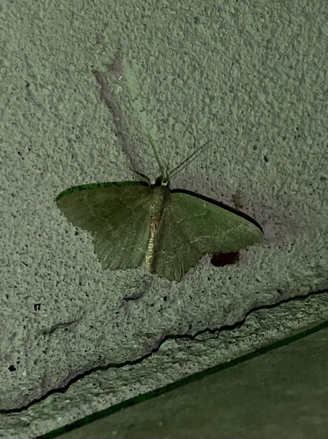 Hemithea aestivaria - nyír-zöldaraszoló