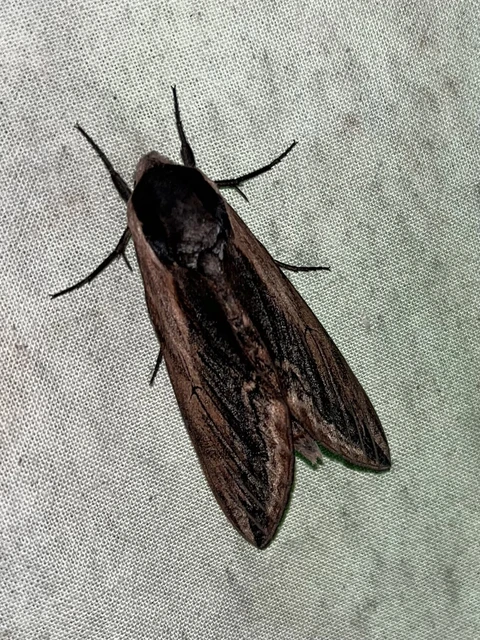 Sphinx ligustri - fagyalszender