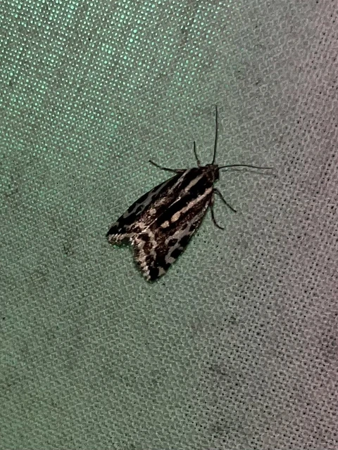 Emmelia trabealis - zebrabagoly