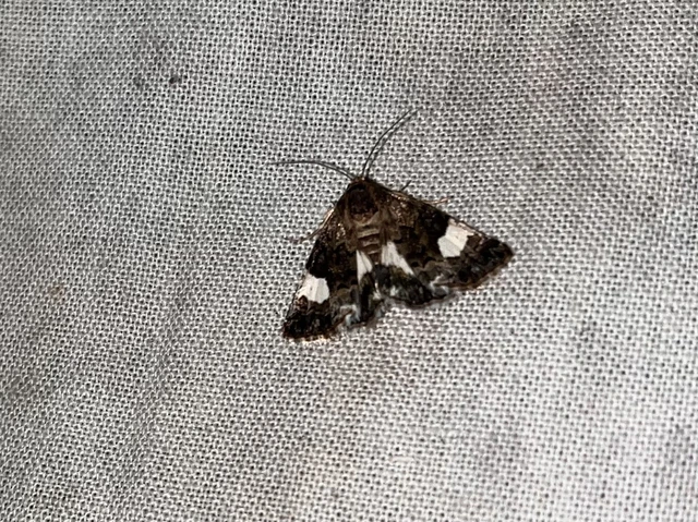 Tyta luctuosa - fekete nappalibagoly