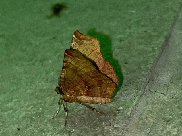 Selenia dentaria - kétfoltos holdasaraszoló