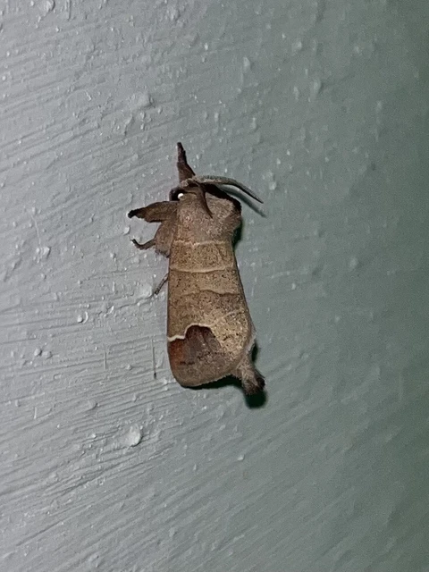 Clostera curtula - rövidszárnyú levélszövő