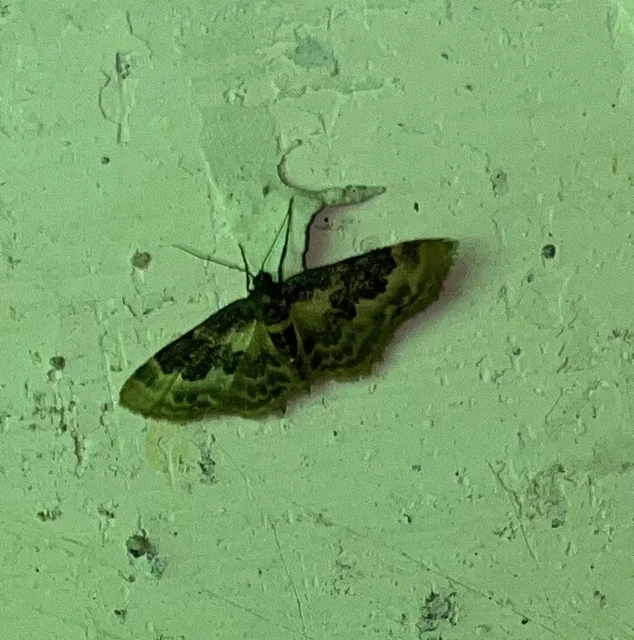 Idaea rusticata - tarka apróaraszoló