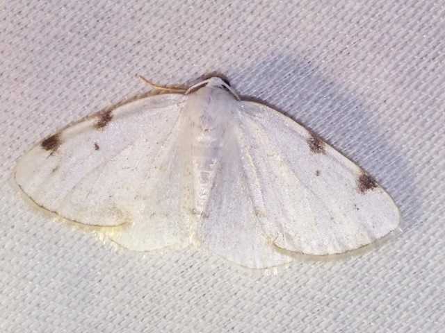 Lomographa bimaculata - kétpontos fehéraraszoló