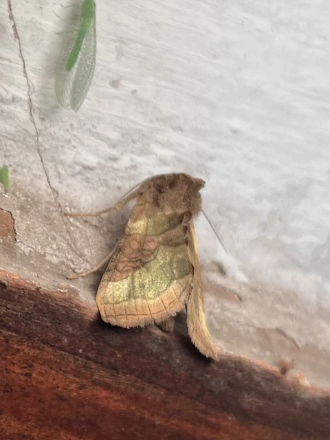 Diachrysia chrysitis/stenochrysis
