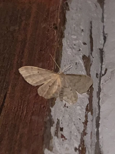 Idaea fuscovenosa - szürkeszélű apróaraszoló