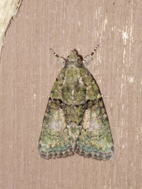 Cryphia algae - sárgászöld zuzmóbagoly