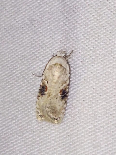 Agonopterix alstromeriana - bürök-laposmoly