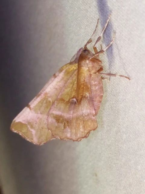 Selenia dentaria - kétfoltos holdasaraszoló