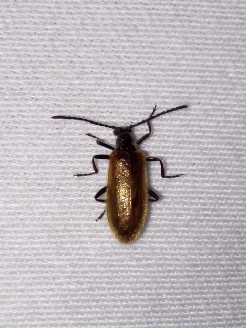 Lagria