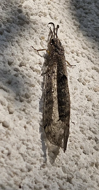 Distoleon tetragrammicus - négyfoltos hangyaleső Distoleon tetragrammicus - négyfoltos hangyaleső