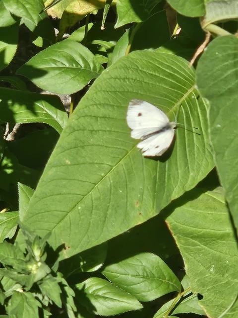 Pieris rapae - répalepke