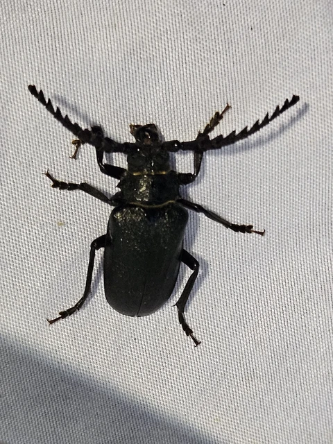Prionus coriarius - csőszcincér