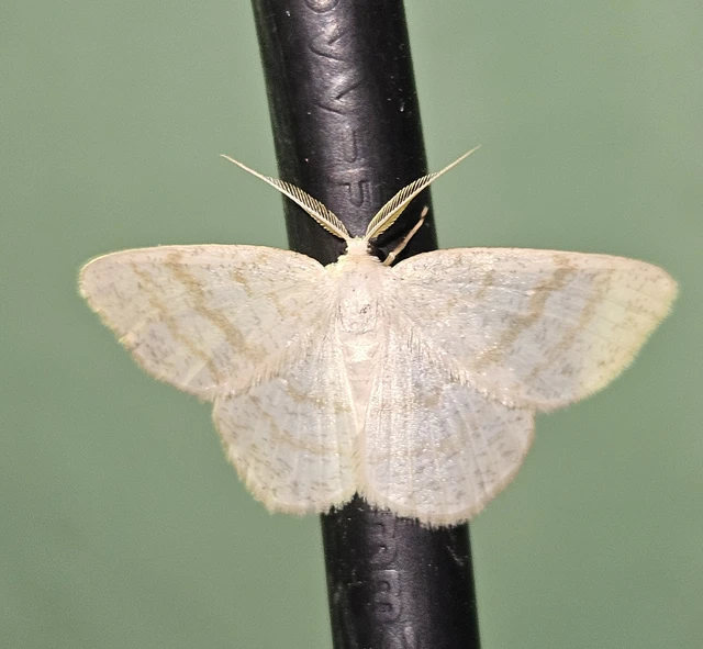 Cabera exanthemata - pettyes égeraraszoló