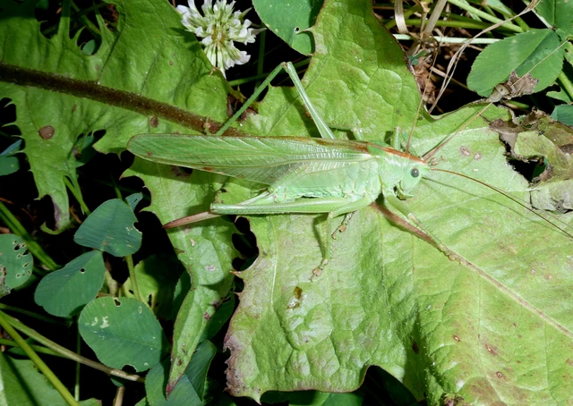 Tettigonia viridissima - zöld lombszöcske Tettigonia viridissima - zöld lombszöcske