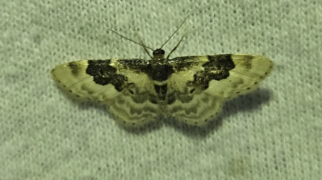 Idaea rusticata - tarka apróaraszoló
