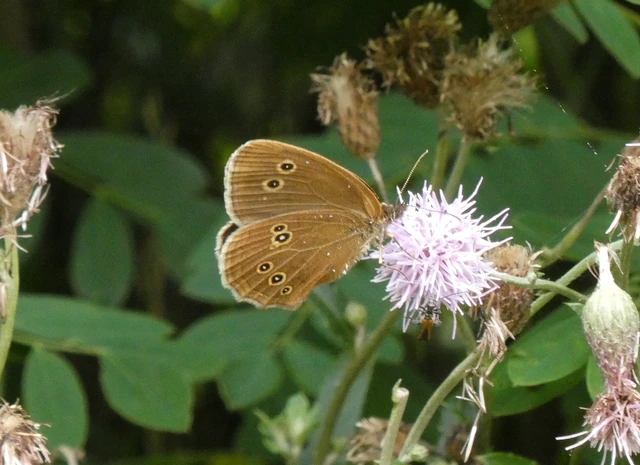 Aphantopus hyperanthus - közönséges ökörszemlepke