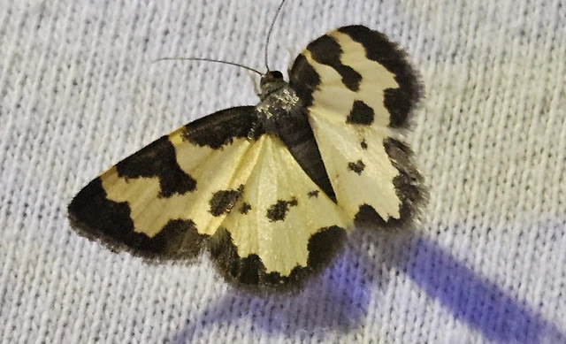 Lomaspilis marginata - szegélyes nyárfaaraszoló