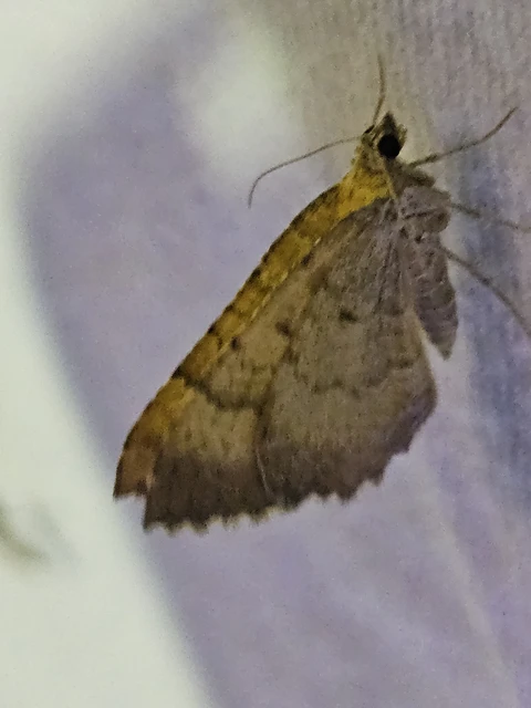 Camptogramma bilineata - kétvonalas sávosaraszoló