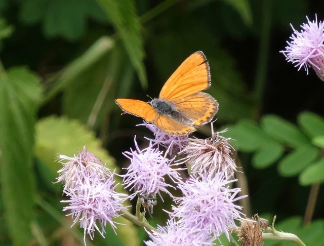 Lycaena thersamon - kis tűzlepke