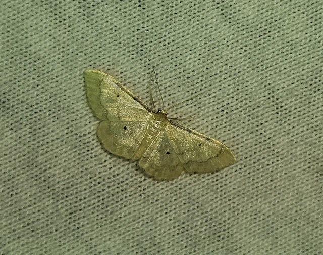 Idaea politaria - vonalas apróaraszoló