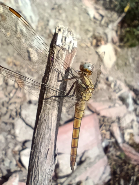 Orthetrum brunneum - pataki pásztorszitakötő