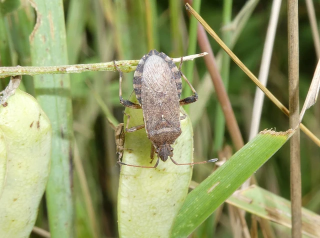 Ceraleptus gracilicornis - tüskéslábú karimáspoloska