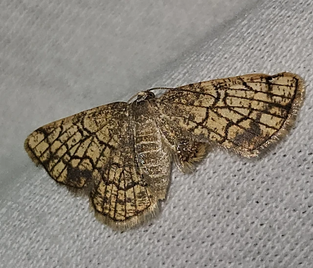 Stegania dilectaria - fehérnyár-araszoló
