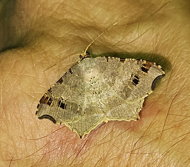Macaria alternata - közönséges szürkearaszoló