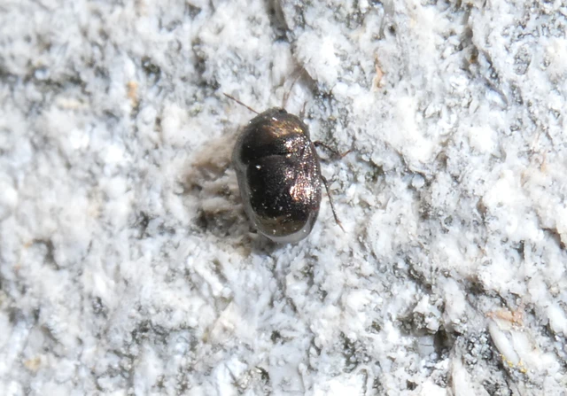 Thyreocoris scarabaeoides - fémes földipoloska
