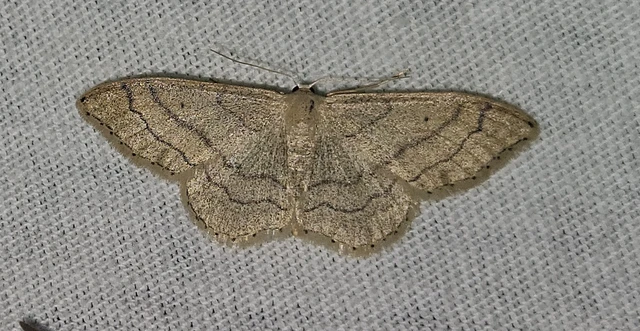 Idaea aversata - nagy sávosaraszoló