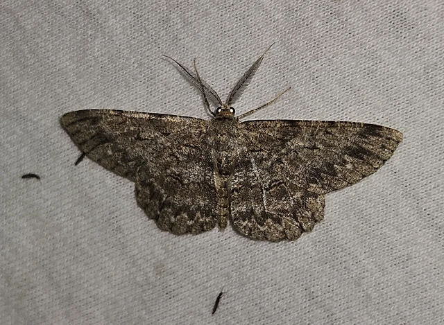 Hypomecis punctinalis - pettyes faaraszoló