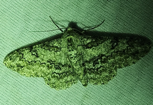 Ascotis selenaria - holdas faaraszoló