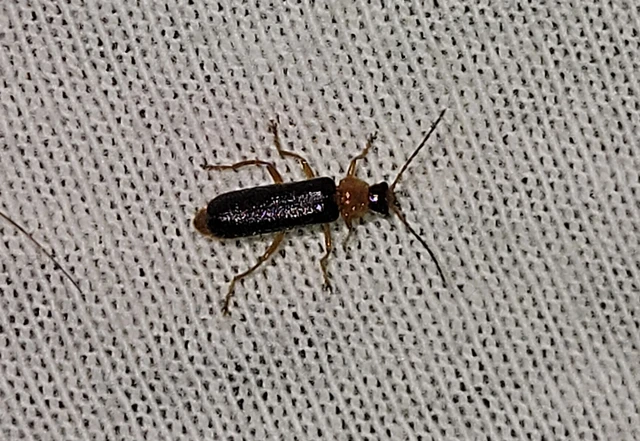 Cantharis nigra