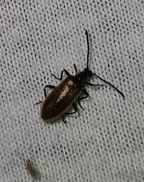 Lagria