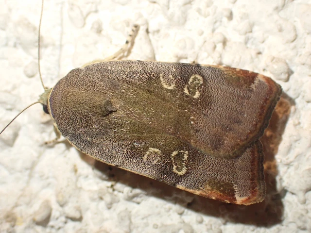 Noctua janthe/janthina