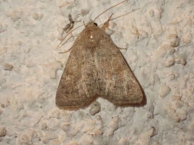Parastichtis suspecta - sötét erdeibagoly