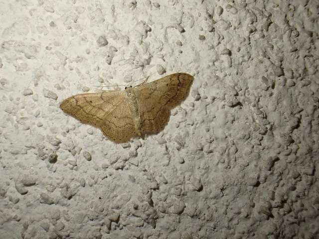 Idaea aversata - nagy sávosaraszoló